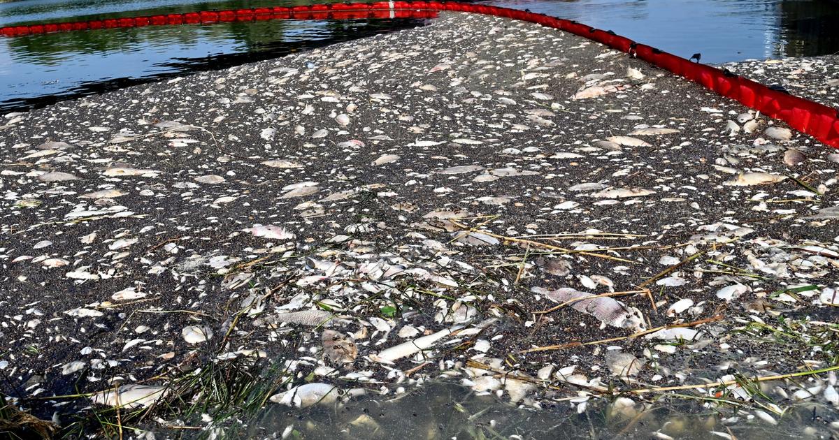 Toksyczny glon, który stał się przyczyną katastrofy ekologicznej rzeki Odry