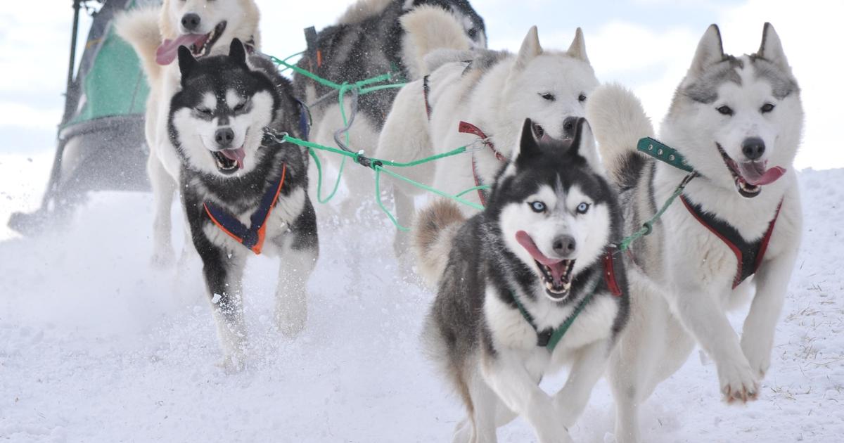 Discover 5 breeds of sled dogs