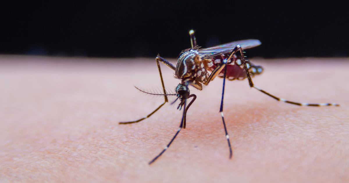 Will Tropical Diseases Affect France?