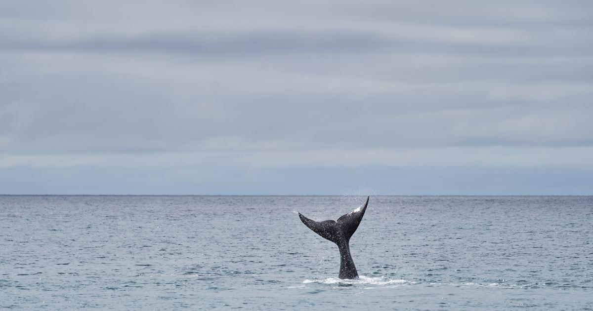 Muerte en serie de ballenas australes, sospecha de microalgas
