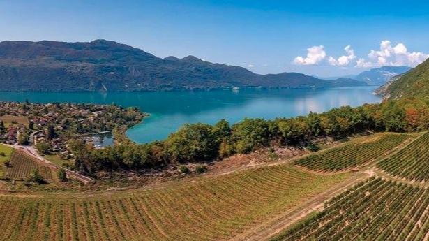 Lac de Côme : Visite des vignobles avec dégustation de vin