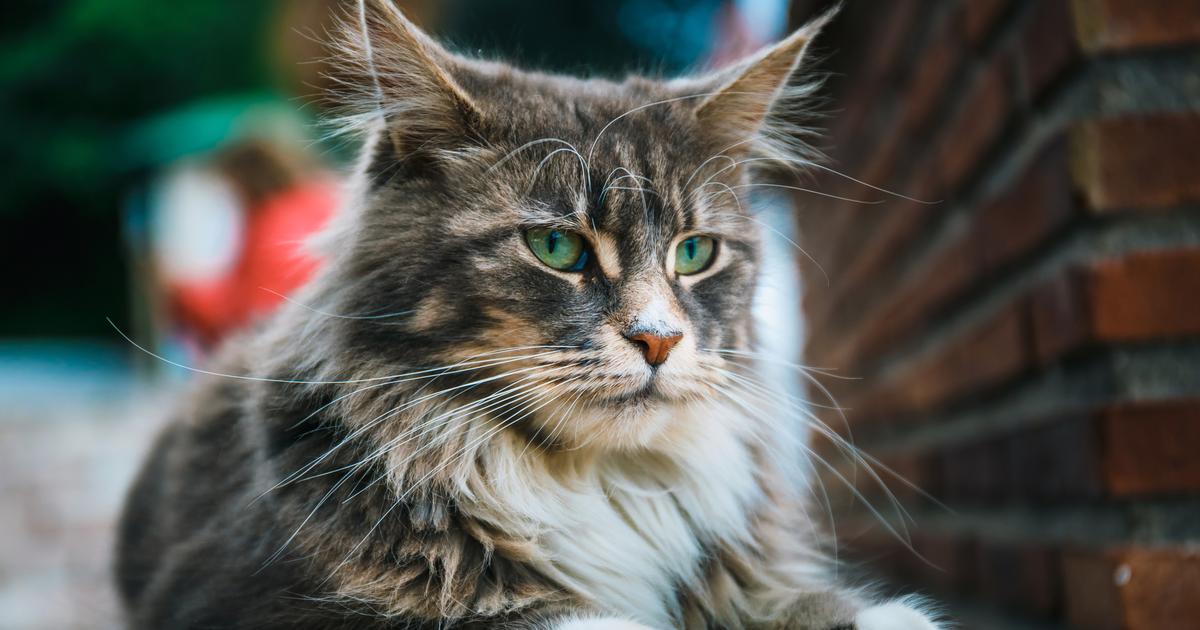 Maine Coon Origine Taille Et Caractere