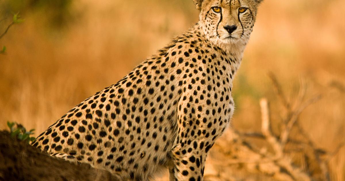 Séjour afrique du sud | 12 jours | au cœur du royaume animal