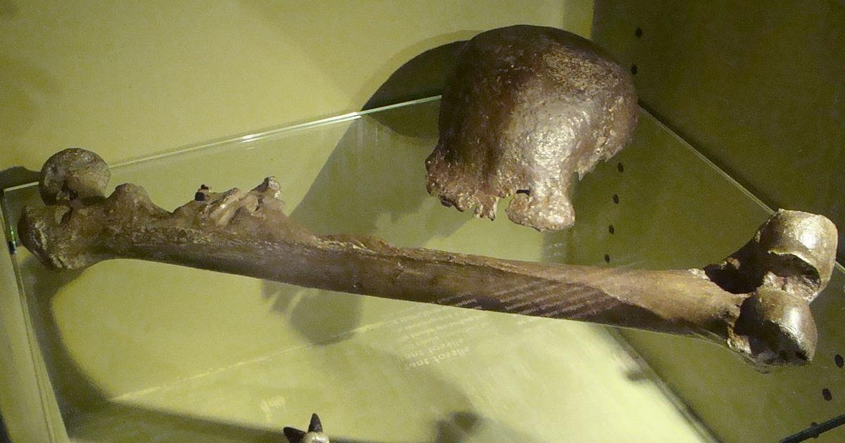 L'Indonésie demande aux Pays-Bas de restituer l'Homme de Java, premier ...