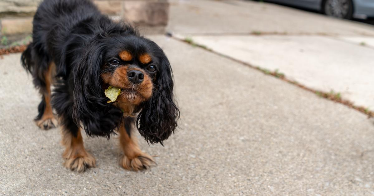 Mon chien mange tout ce qui traîne causes et solutions