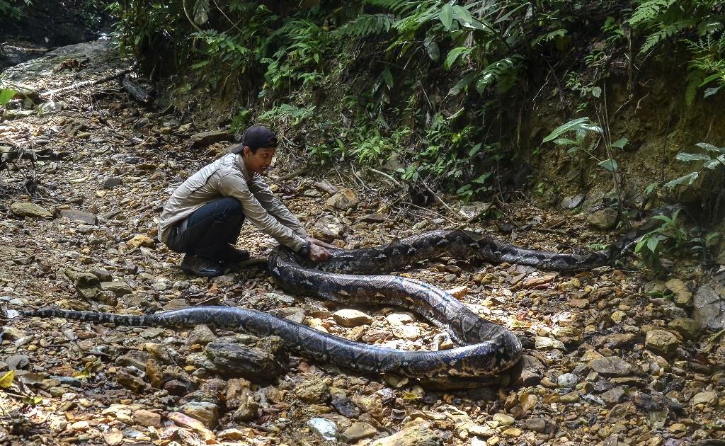 Wanita ditemukan tewas dalam perut ular piton di Indonesia