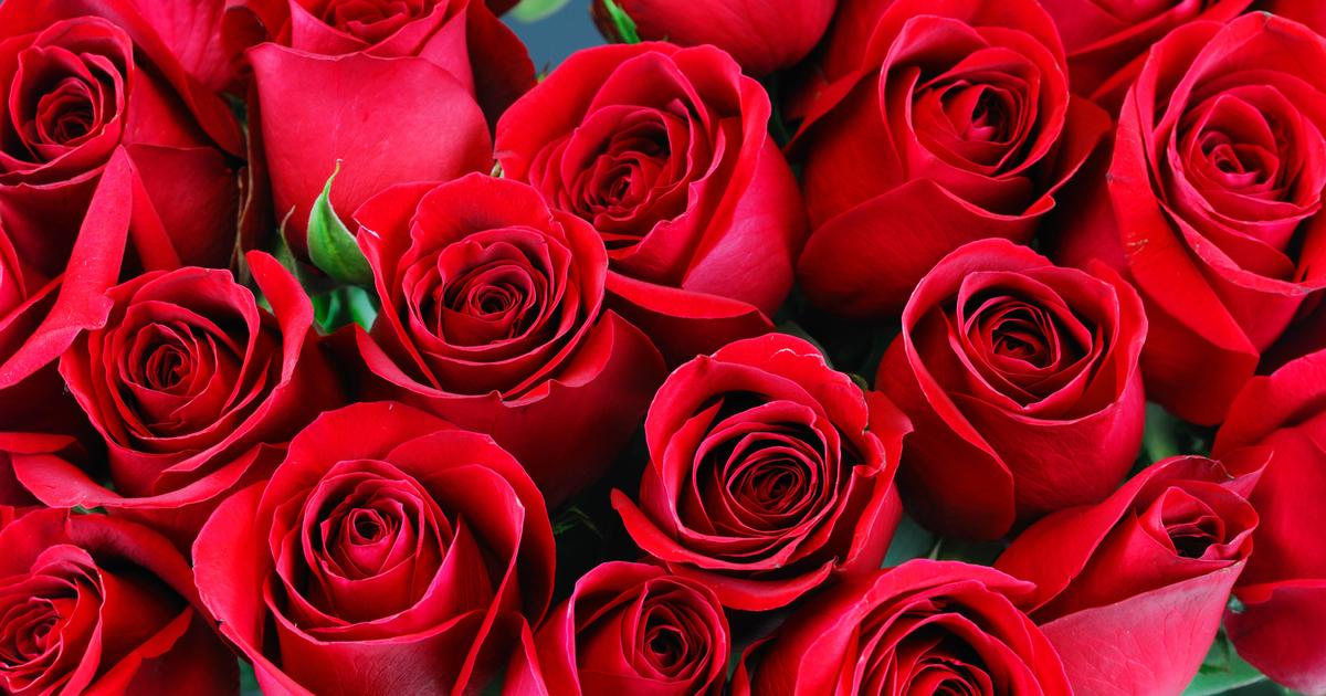 Offrir des roses couleur, nombre et signification