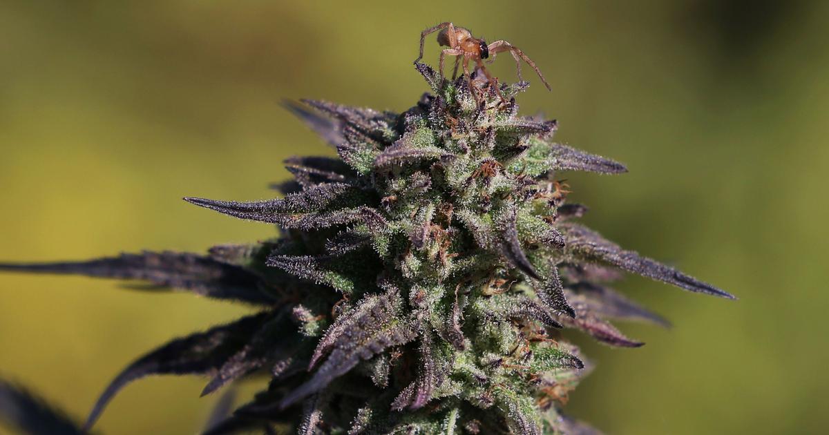 32 ton cannabis in beslag genomen, een wereldrecord volgens politie