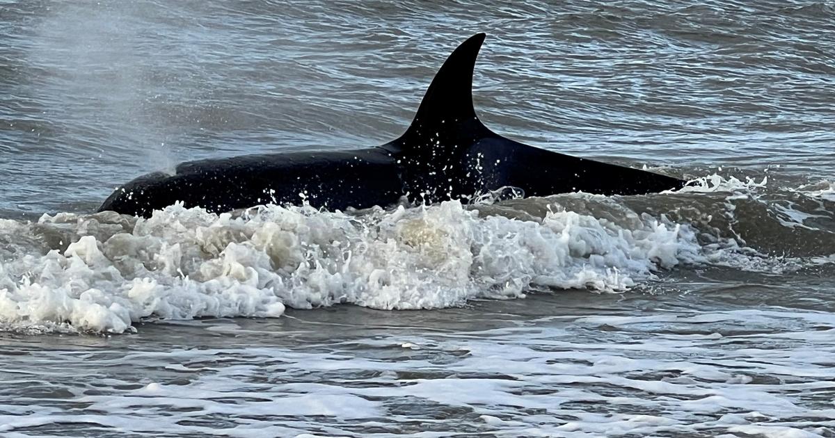 Baleias assassinas afundam um barco à vela francês na costa de Portugal