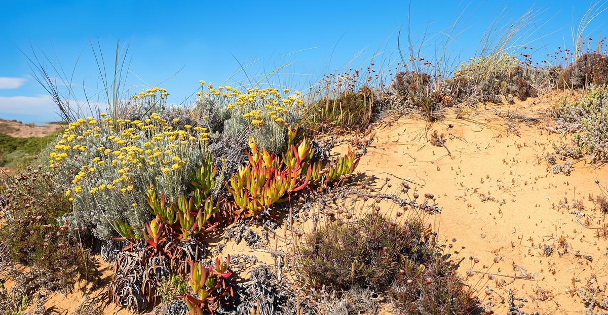 Découvrez 7 plantes qui poussent dans les dunes
