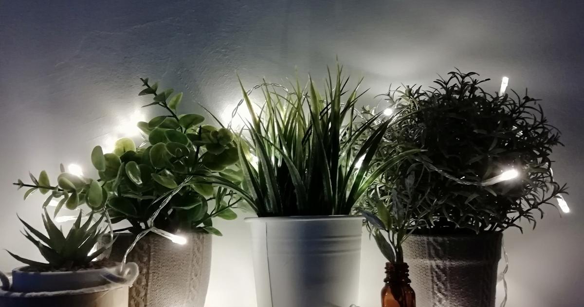 8 plantes qui n'ont presque pas besoin de lumière