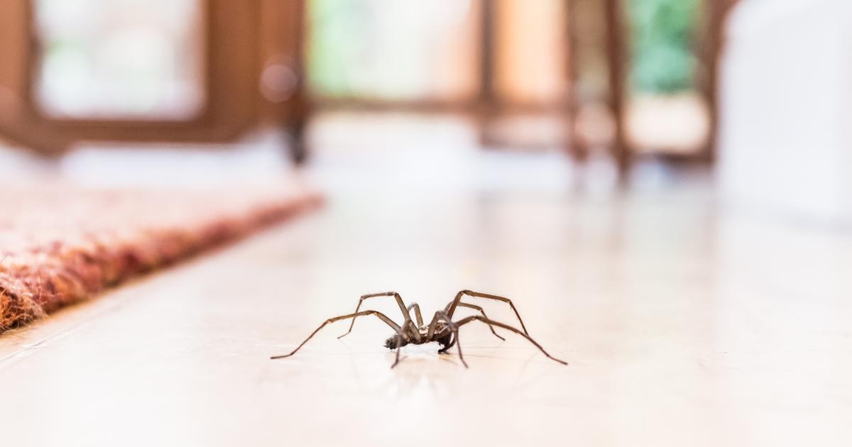 Comment se débarrasser des araignées de la maison ?