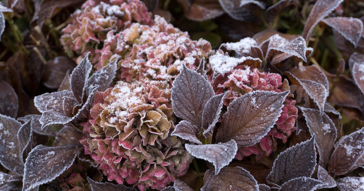 Comment préparer les hortensias pour l'hiver ?