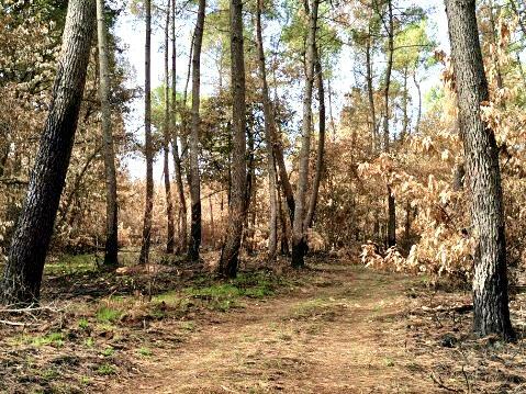 Nouvelle-Aquitaine : le contre-la-montre des exploitants de forêts pour écouler le bois brûlé
