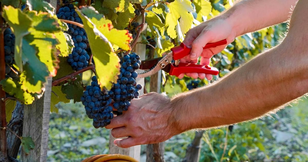 «C'est un plan social que l'on demande» : les vignerons manifestent ce mardi à Bordeaux
