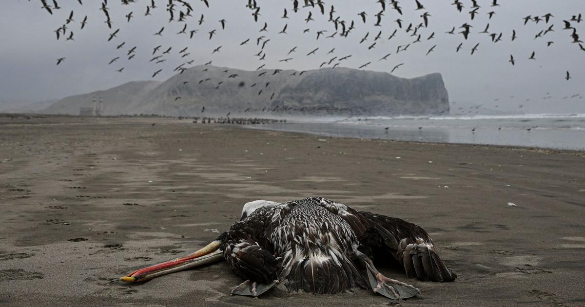 Grippe aviaire: plus de 22.000 oiseaux de mer retrouvés morts au Pérou