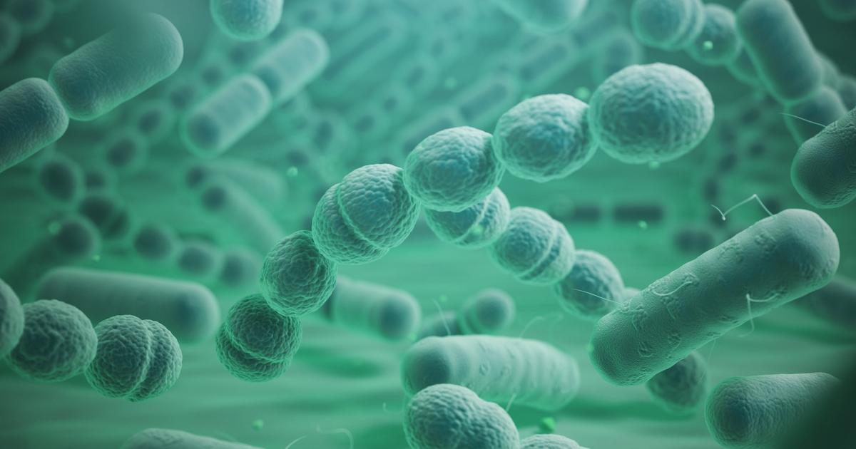 Streptocoque A : quelle est cette infection qui a causé la mort de ...