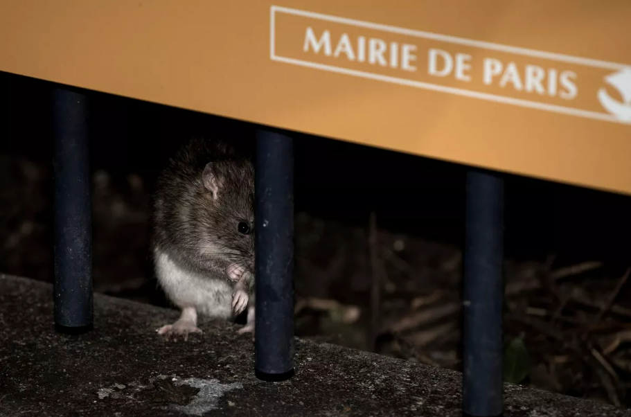 «Urgence sanitaire : pourquoi le gouvernement doit impérativement mettre en œuvre un plan anti-rats à Paris»