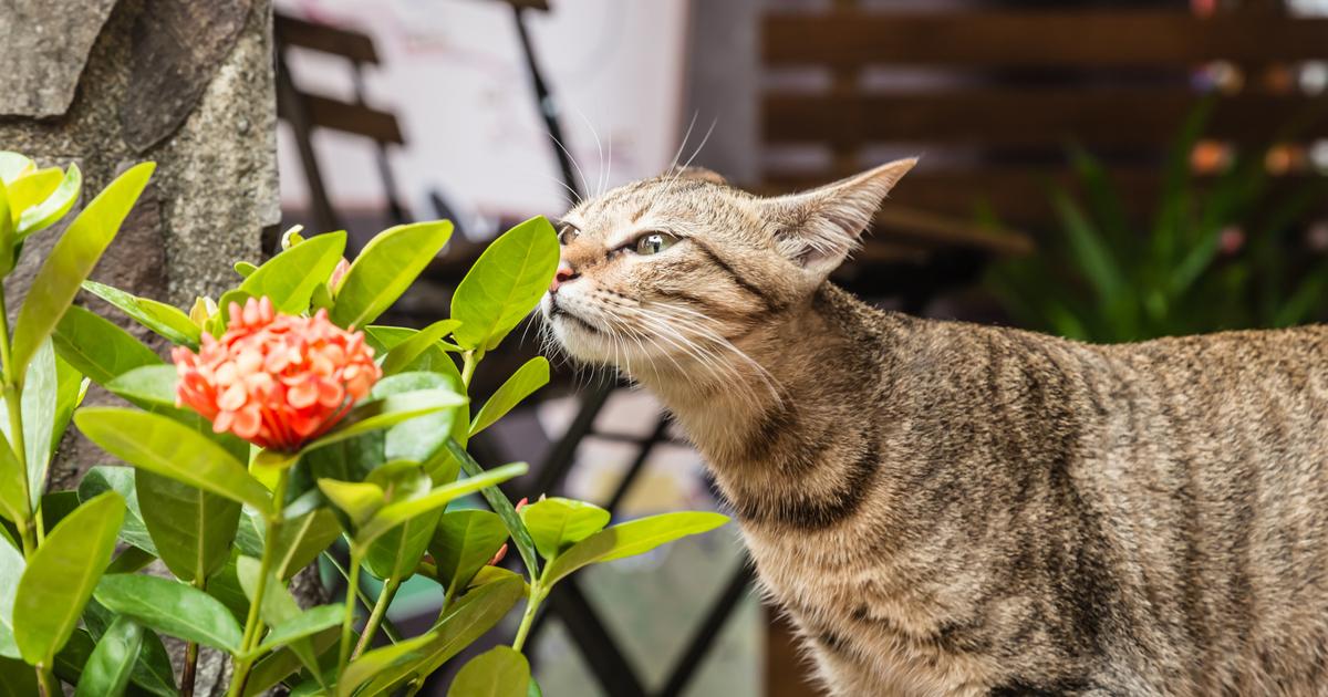 Comment éloigner mon chat des plantes ? – La Green Touch
