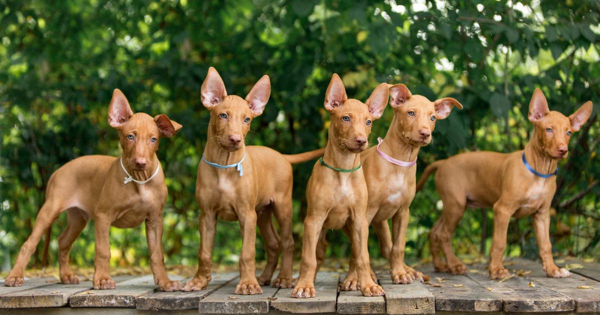 Le chien du Pharaon origine, taille et caractère Le chien du Pharaon origine, taille et caractère