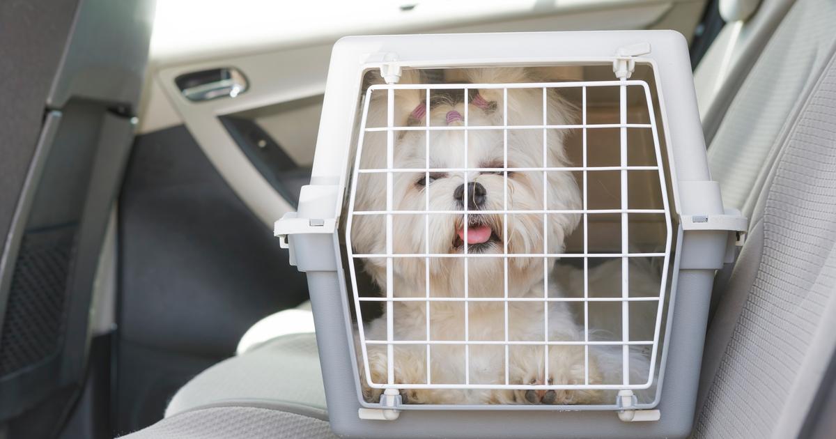 Comment faire entrer mon chien dans sa caisse de transport