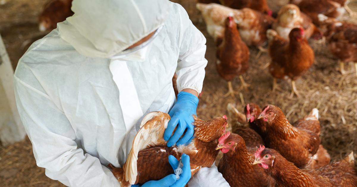 How Europe sank into the 'most devastating' bird flu in its history