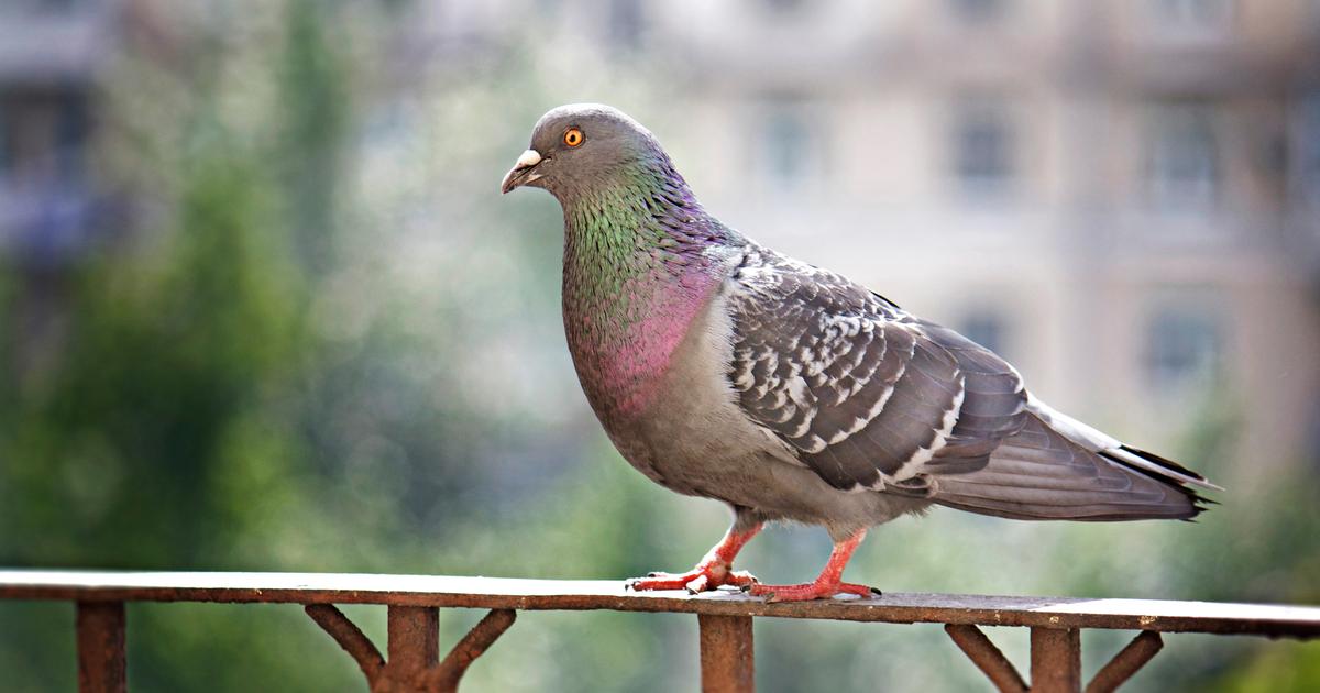 répulsif pigeons : quels sont les moyens de se débarasser des