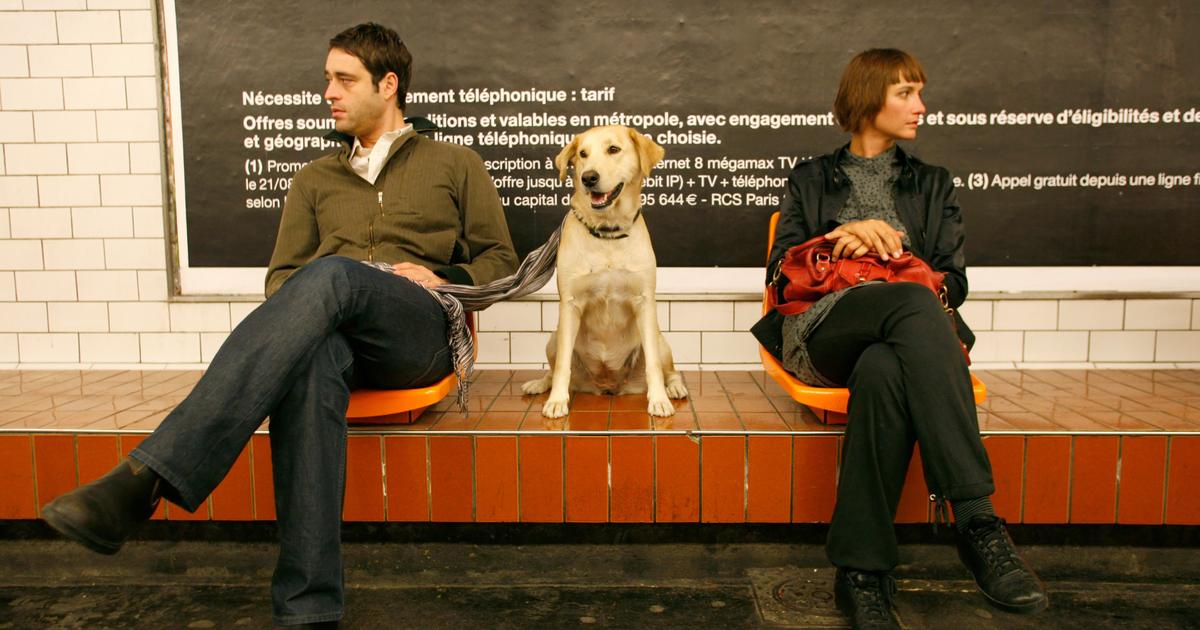 Transports en commun : quelles sont les règles à respecter pour voyager avec son chien ?