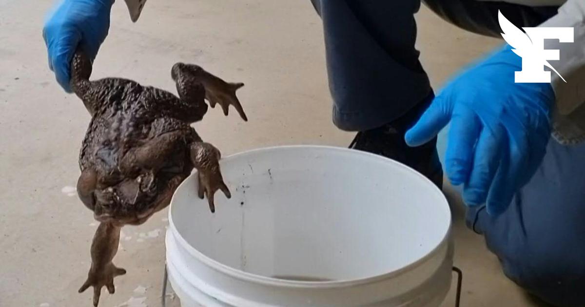 2.7 kg giant cane toad discovered