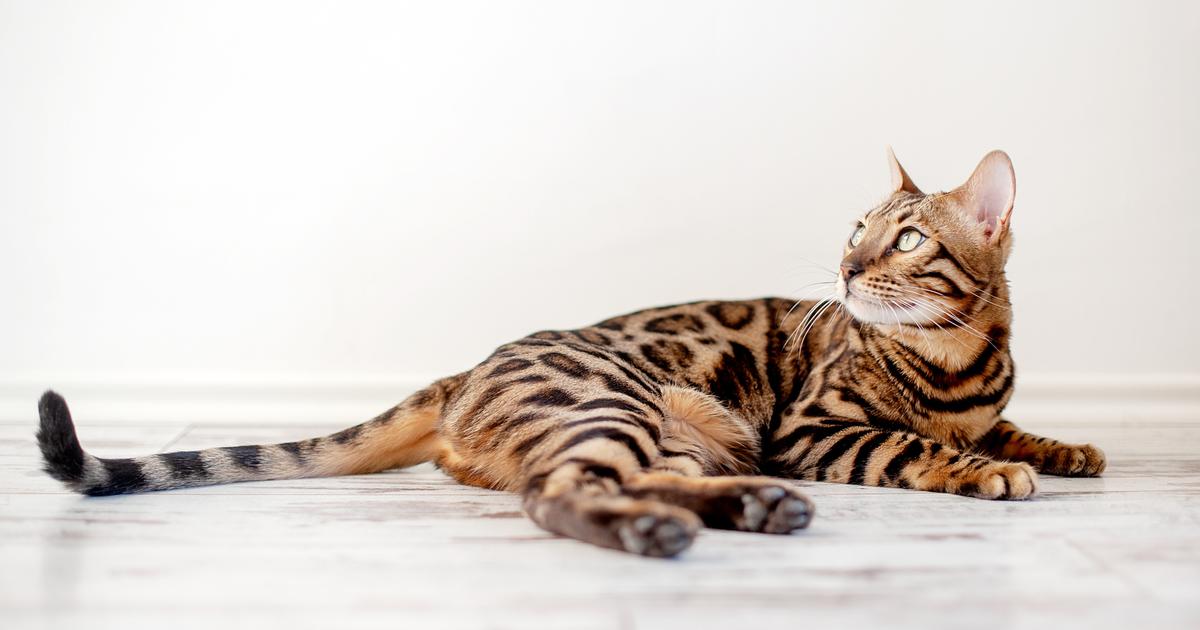Bengal origine, taille et caractère