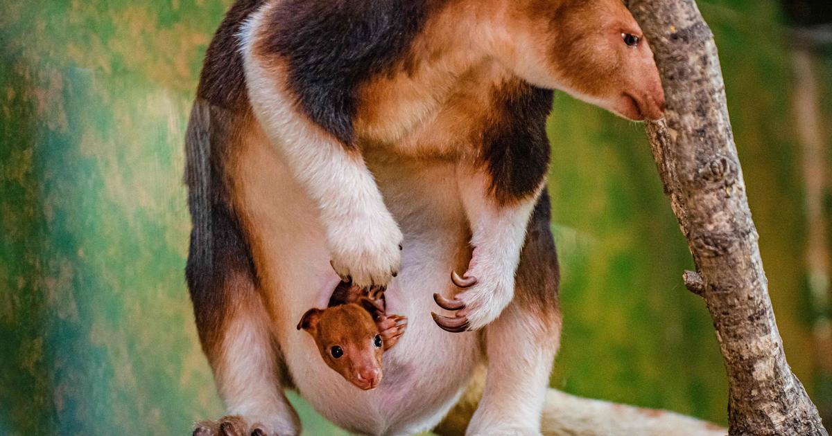 Un kangourou arboricole, en voie d'extinction, naît dans un zoo britannique