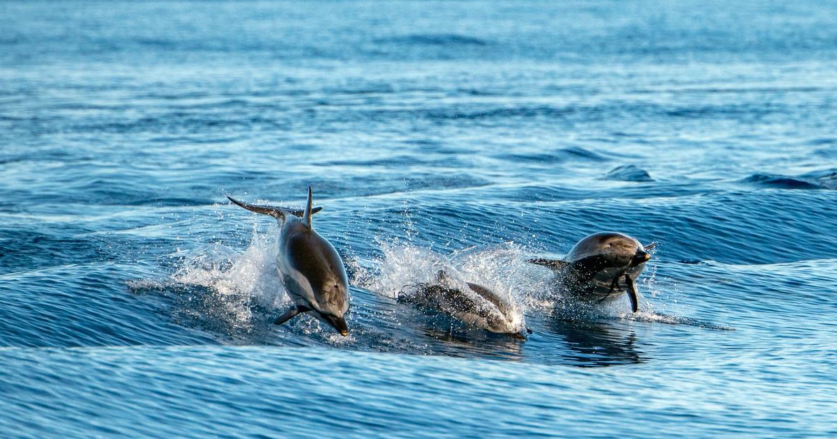 Nage avec les dauphins : amendes pour trois exploitants de la Côte d'Azur