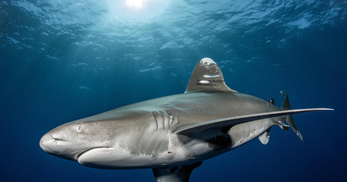 Une femme grièvement blessée par un requin en Nouvelle-Calédonie