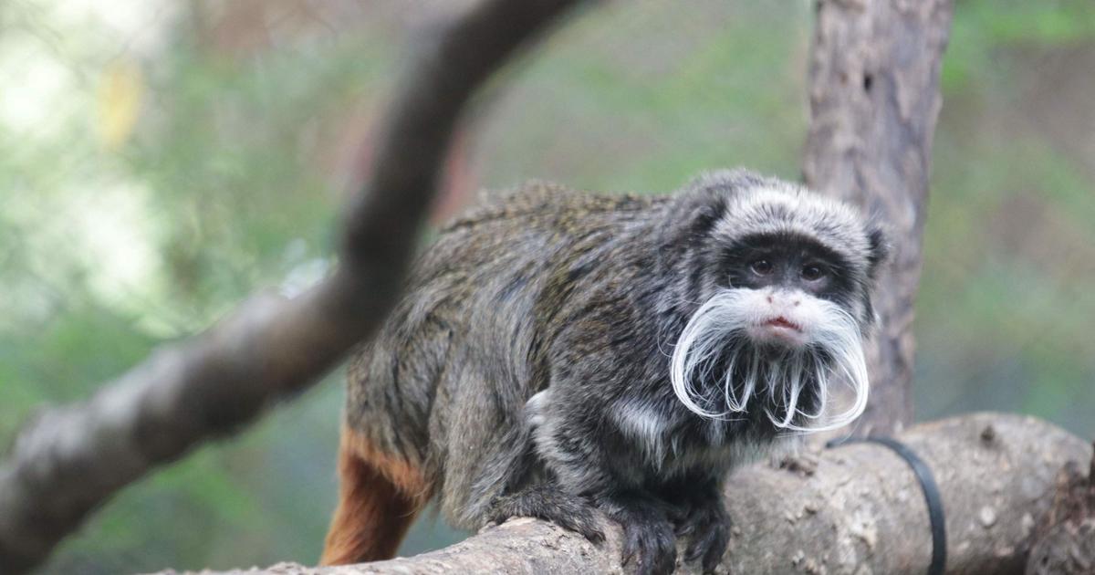 Deux singes manquent à l'appel au zoo de Dallas, théâtre de mystérieux méfaits