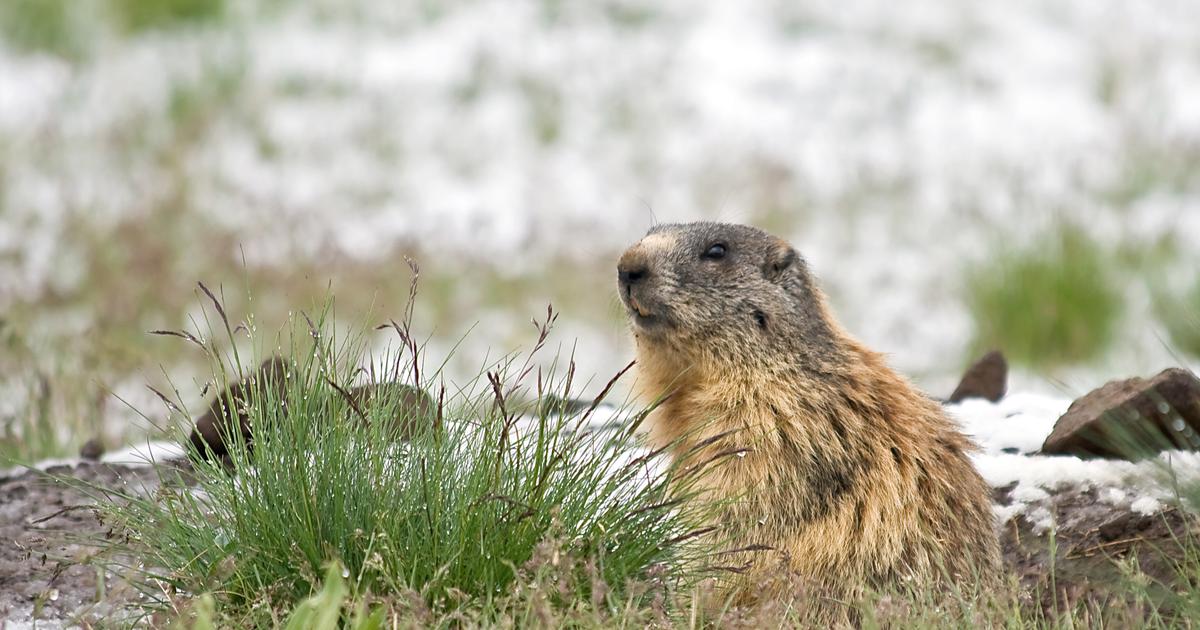 La marmotte météorologue canadienne morte avant d'avoir prédit la durée de l'hiver