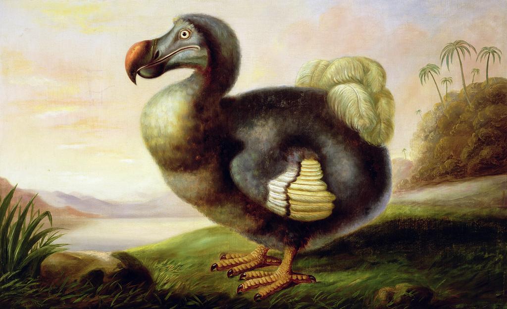 Peut-on vraiment ressusciter le dodo à partir de son ADN?