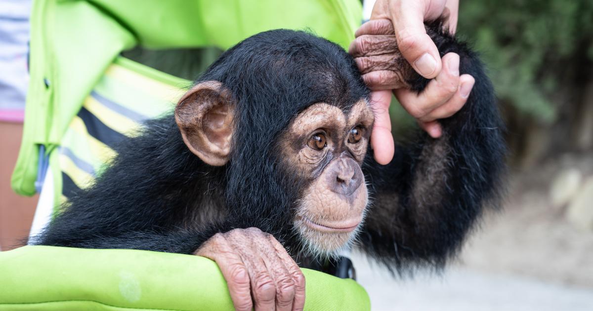 Adopter un singe : que dit la loi ?