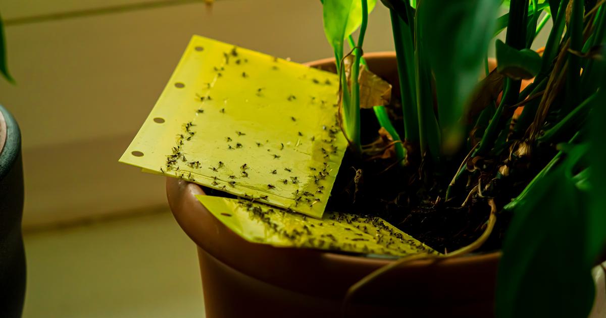 🌿 Astuce anti moucherons sur les plantes d'intérieur