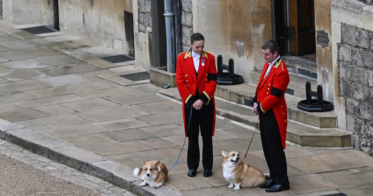 The corgis of Elizabeth II in majesty in a small exhibition dedicated to them