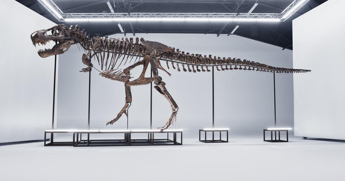 Tyrannosaurus rex to be auctioned in Switzerland