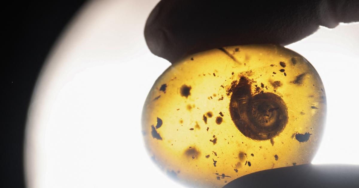 Frankfurt Am Main Hairy Snail Discovered In 99 Million Year Old Amber The Limited Times