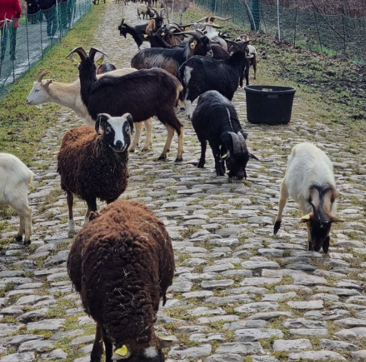 goats at work weeding the Trouée d’Arenberg with a view to Paris-Roubaix