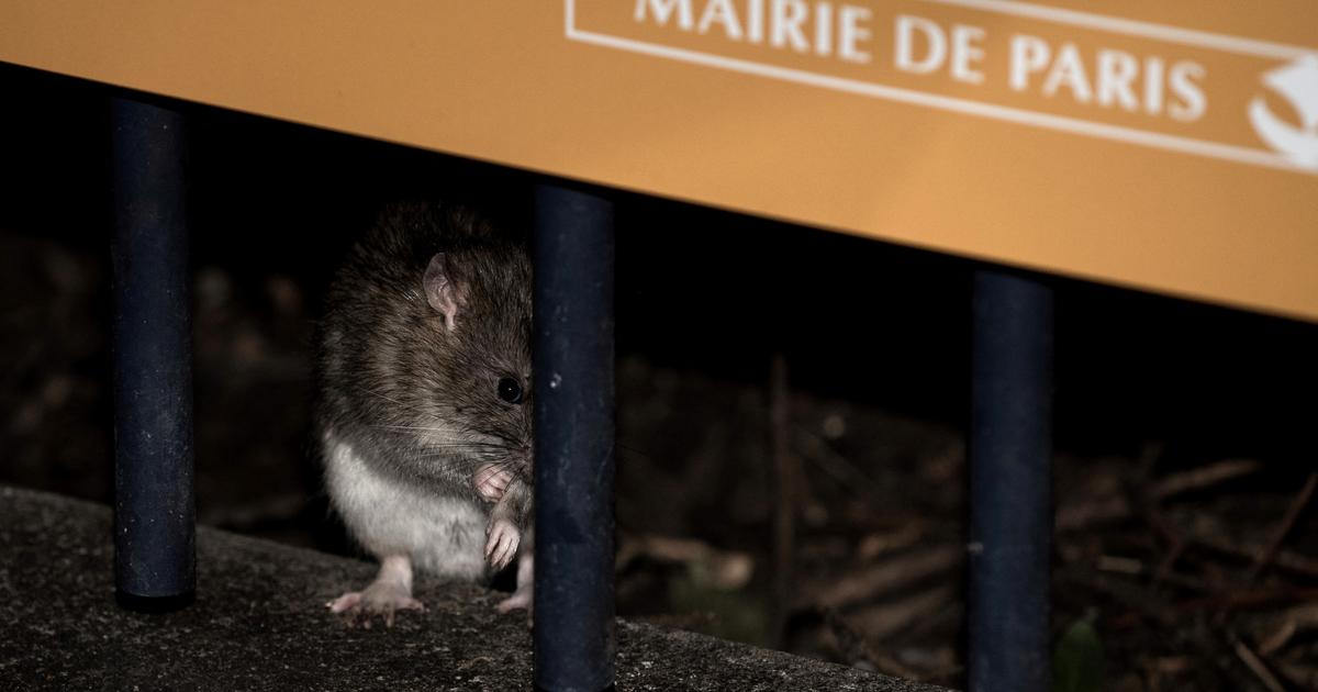 Des militants animalistes manifestent ce samedi à Paris pour «défendre les rats»