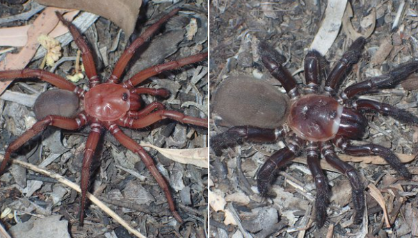 Australie : découverte d'une nouvelle espèce d'araignée géante à trappe