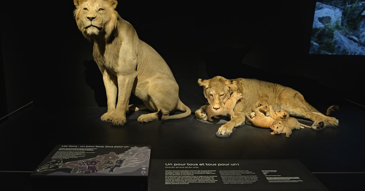 The felines are exhibited at the National Museum of Natural History