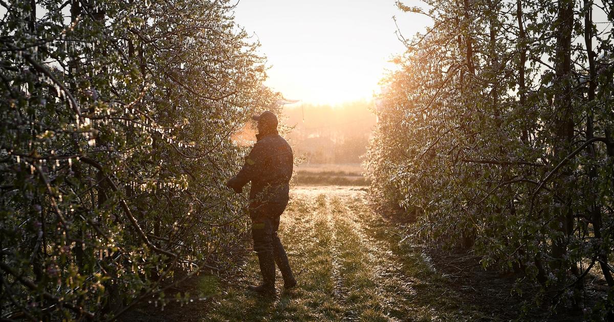le retour du gel met les agriculteurs et les arboriculteurs sur leurs gardes le retour du gel met les agriculteurs et les arboriculteurs sur leurs gardes