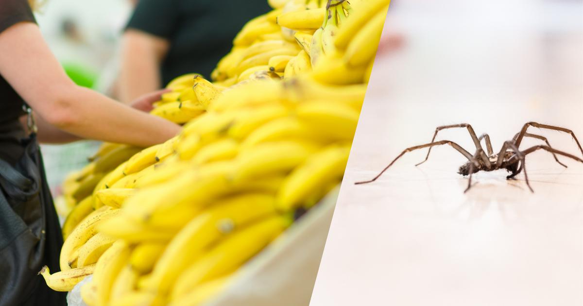 Aber woher kommen die Spinnen, die man in Bananen im Supermarkt findet ...