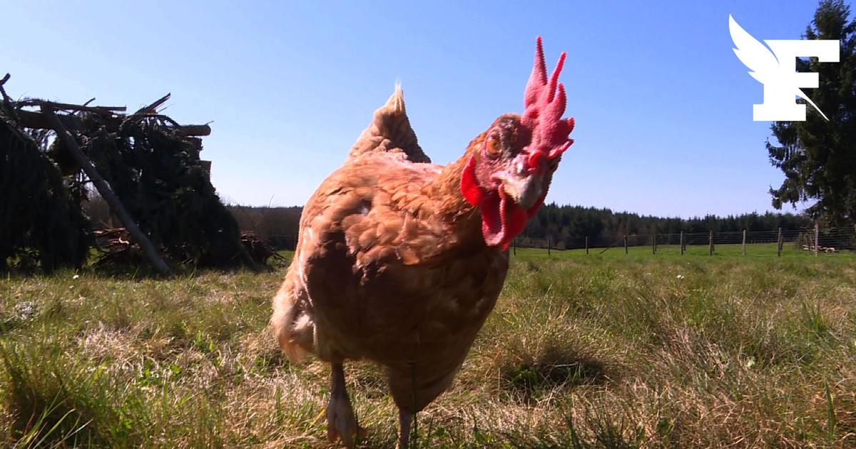 Why you should not eat eggs from domestic chicken coops in Îlede