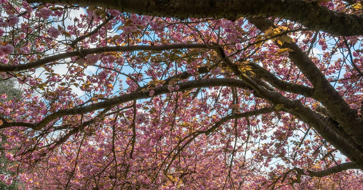 Où voir les cerisiers en fleurs à Paris ? Où voir les cerisiers en fleurs à Paris ?
