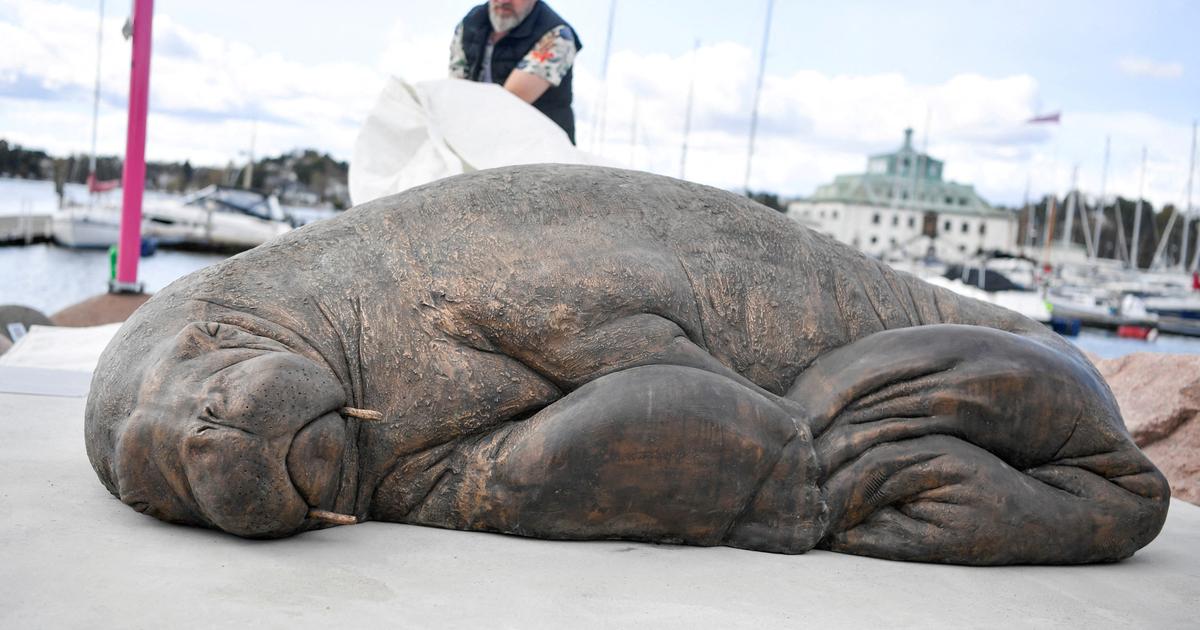 en skulptur som representerer Freya, en kjent hvalross, avduket i Oslo